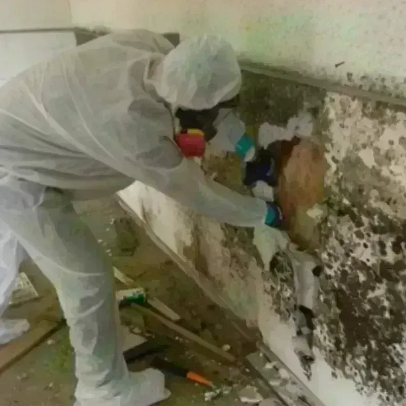 Mold Remediation and Removal in Bonham, TX